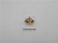 藏品(尺蛾135)的圖片